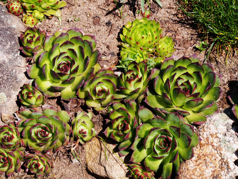 Add Lasting Beauty to Small Gardens with These 10 Versatile Evergreen Trees
